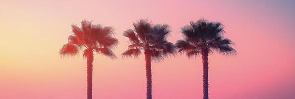 Elegant palm trees silhouetted against a vibrant sunset sky in a tropical location photo