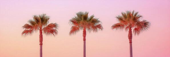 Elegant palm trees silhouetted against a vibrant sunset sky in a tropical location photo