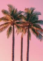 Three tall palm trees against a vibrant pink sky during sunset in a tropical location photo