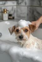 Cute small dog enjoying a bath with soap bubbles in a cozy bathroom environment photo