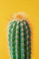 Beautiful close up of a tall green cactus with yellow spines against a bright orange background photo