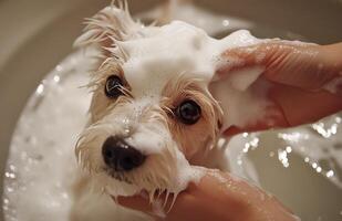 A small dog enjoying a bubble bath in a cozy bathroom with human hands gently washing it photo