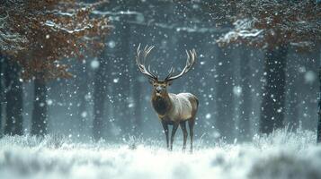 Majestic stag standing in a snowy forest during a quiet winter day with falling snowflakes photo