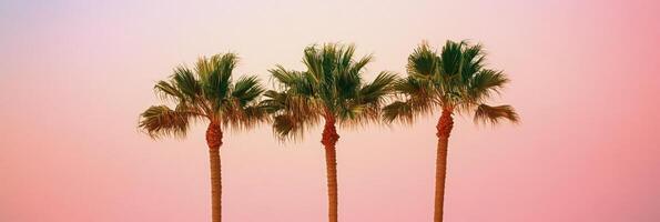 Elegant palm trees silhouetted against a vibrant sunset sky in a tropical location photo