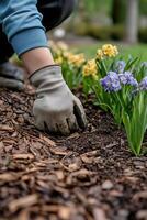 Gardener applying mulch around blooming flowers in a vibrant garden during sunny weather photo