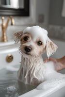 Cute small dog enjoying a bath with soap bubbles in a cozy bathroom environment photo