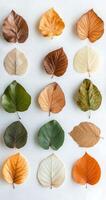 Colorful autumn leaves arranged artfully on a textured white background in a flat lay layout photo