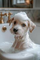 Cute small dog enjoying a bath with soap bubbles in a cozy bathroom environment photo