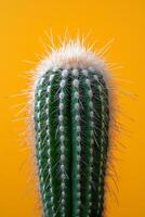 Beautiful close up of a tall green cactus with yellow spines against a bright orange background photo