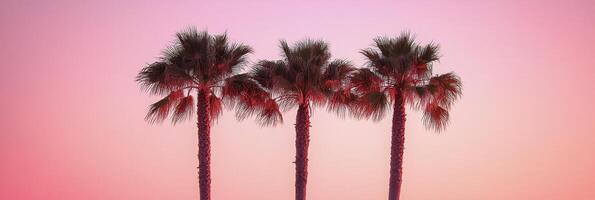 Elegant palm trees silhouetted against a vibrant sunset sky in a tropical location photo