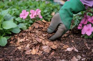 Gardening enthusiast applying mulch to flower bed in early spring with vibrant blooms nearby photo