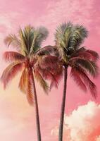 Three tall palm trees against a vibrant pink sky during sunset in a tropical location photo