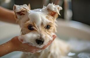 A small dog enjoying a bubble bath in a cozy bathroom with human hands gently washing it photo