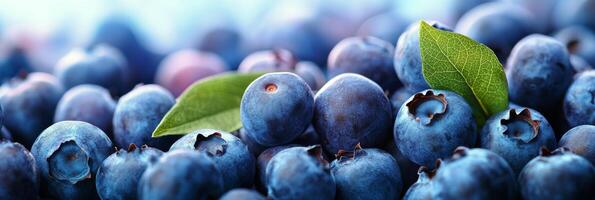 Freshly harvested blueberries with green leaves arranged on a white background photo