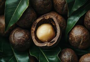 Freshly harvested macadamia nuts surrounded by lush green leaves in a vibrant display photo