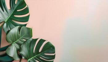 Monstera leaves on pastel background photo