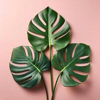 Monstera leaves on pastel background photo
