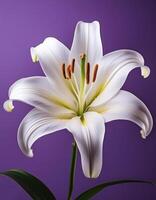 White lily flower isolated on purple background photo
