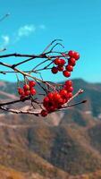 Wild Nature. A Serene Tree with Red Berries Swaying Against the Majestic Mountain Backdrop video