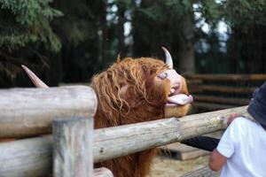 Portrait of Highland Scottish Cow Muzzle beehind wooden fence in summer contact zoo. A funny animal asks for food and sticks out long tongue at a eco farm in the Carpathians, Bukovel, Ukraine photo