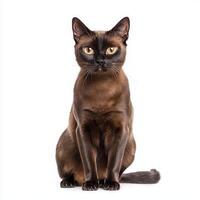 elegant Burmese cat sits confidently, showcasing its beautiful glossy brown coat and captivating golden eyes, framed by a pristine white backdrop. photo