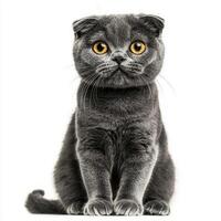 adorable Scottish Fold cat showcases its unique folded ears and expressive eyes, exuding charm and curiosity in a bright, minimalist setting that highlights its features. photo