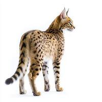 With its tall legs and distinctive spotted coat, this serval cat stands poised and alert, embodying the elegance and beauty of wild felines against a stark white backdrop. photo