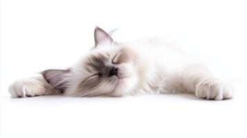 adorable Birman cat lies peacefully on a soft surface, its fluffy coat blending with the white background, radiating tranquility and charm. photo