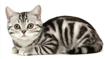 adorable American Shorthair cat showcases its striking round face and unique striped coat while sitting on a clean white backdrop, exuding a calm presence. photo