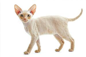 charming Devon Rex stands proudly, showcasing its unique short, curly fur and oversized ears, embodying the playful spirit of this affectionate breed. photo