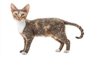 charming Devon Rex cat stands elegantly on a white background, highlighting its unique short, curly coat and large ears, showcasing its playful personality. photo