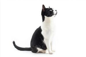 charming Japanese Bobtail with a distinctive short tail and striking black and white coat sits attentively, embodying elegance and playfulness in its surroundings. photo