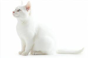 Japanese Bobtail sits poised with its distinctive short tail and slender physique, showcasing its elegant features and playful spirit against a pristine white backdrop. photo
