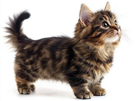 captivating Kurilian Bobtail displays its strong stature and charming personality, with a distinctive fluffy tail that adds to its unique allure on a clean white backdrop. photo