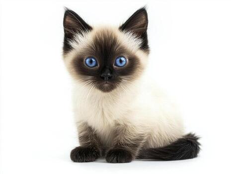 charming Mekong Bobtail cat showcases its striking blue eyes and unique color-pointed fur while sitting elegantly in a serene setting, emphasizing its playful and curious nature. photo