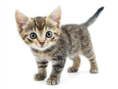 Pixie Bob cat showcases its distinctive short tail and spotted coat as it stands gracefully on a pristine white backdrop, embodying playful charm and curiosity. photo