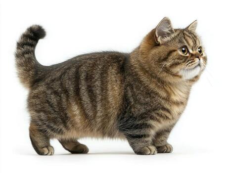 charming Pixie Bob cat showcases its distinctive short tail and beautiful spotted coat. This playful feline stands with confidence on a bright, white background, captivating onlookers. photo