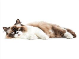 With its fluffy fur spread out and a serene expression, this Ragdoll cat exudes tranquility while lying comfortably on a pristine white surface, radiating charm and relaxation. photo