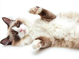 adorable Ragdoll cat lies peacefully, displaying its luxurious fluffy fur and a calm demeanor, radiating tranquility against a white background. photo
