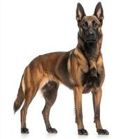 This elegant Belgian Malinois stands tall and proud, showcasing its muscular physique and sharp gaze. The dog's alert demeanor captures a sense of strength and focus. photo