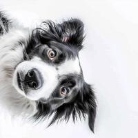 charming border collie exudes intelligence and curiosity as it tilts its head, showcasing its striking black-and-white coat and expressive eyes against a clean white backdrop. photo