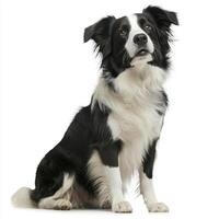 spirited Border Collie sits proudly, showcasing its beautiful black-and-white fur and alert gaze, emphasizing its intelligence and elegance in a minimalistic setting. photo