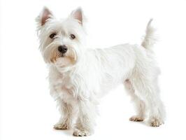 This charming West Highland White Terrier stands tall with its short legs and fluffy white coat, exuding an air of confidence and playfulness in a bright setting. photo