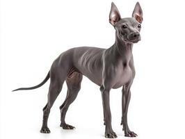 A striking Xoloitzcuintli stands tall, displaying its smooth, hairless skin. This unique dog embodies grace and distinctiveness in every contour, with a striking appearance that's truly captivating. photo