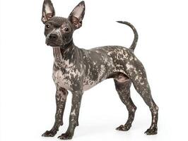 This elegant Xoloitzcuintli displays its smooth, hairless skin and distinctive features, embodying the charm of one of the oldest dog breeds. photo