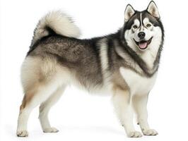 An Alaskan Malamute showcases its strength and beauty, standing confidently on a pure white background. The dog's lush fur highlights its majestic presence. photo