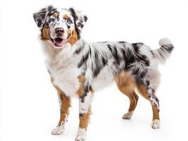 A beautiful Australian Shepherd stands confidently, showcasing its unique merle coat and vibrant blue eyes, radiating joy and charm. photo
