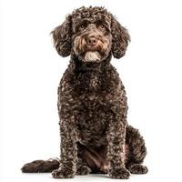 Lagotto Romagnolo sits proudly, showcasing its curly coat and expressive eyes. The pure white backdrop highlights the dog's charming features and friendly demeanor. photo