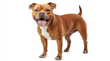 This Staffordshire Bull Terrier showcases its muscular build and friendly demeanor, standing confidently on a white background, radiating joy and energy. photo