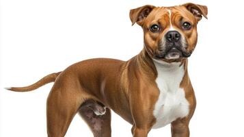 This Staffordshire Bull Terrier displays a strong, muscular build and a warm, friendly face, exuding confidence and charm in a perfect studio setting. photo